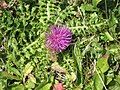 Cirsium acaule