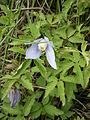 Clematis alpina