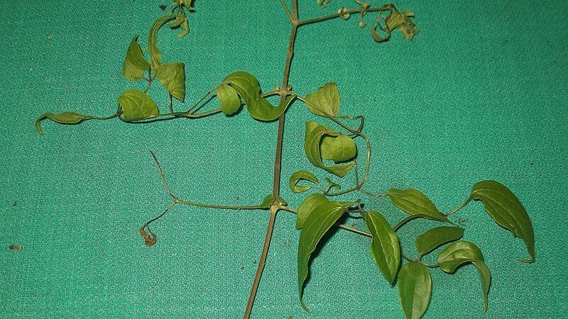 File:Clematis gouriana-1-sanyasimalai-yercaud-salem-India.JPG