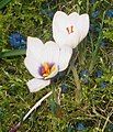 Crocus mathewii