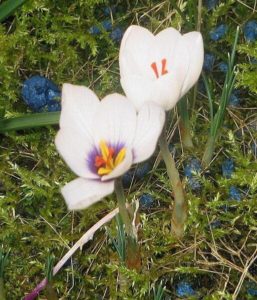 File:Crocus mathewii1.jpg