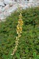 Crotalaria pallida