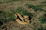 Prairie rattlesnake (Crotalus viridis)