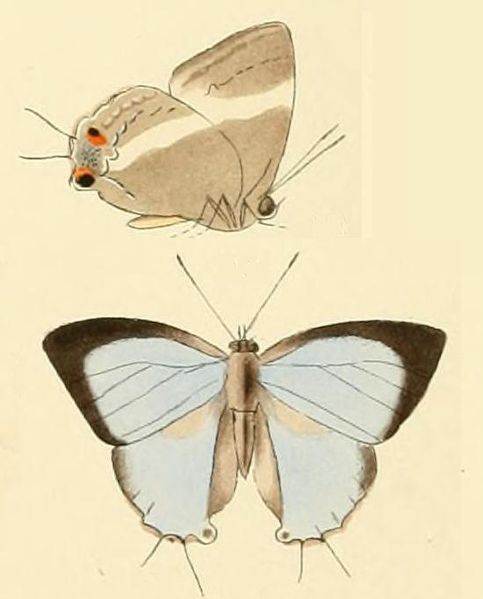 File:Dacalana cotys.JPG