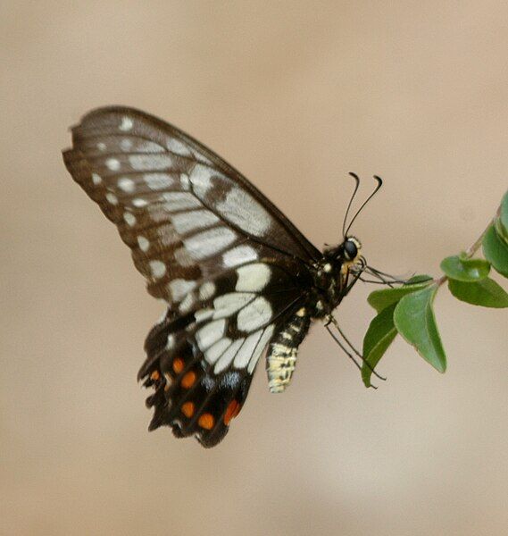 File:Dainty swallowtail kobble07.jpg