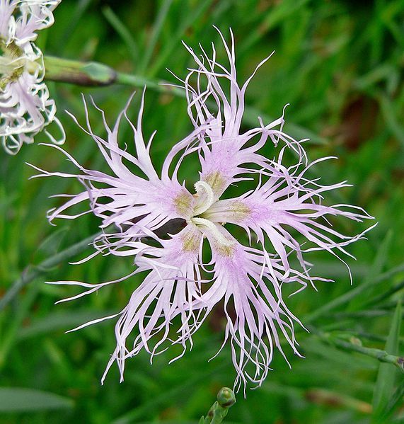 File:Dianthus superbus 5.jpg