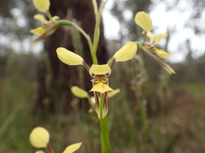 File:Diuris abbreviata flower.jpg