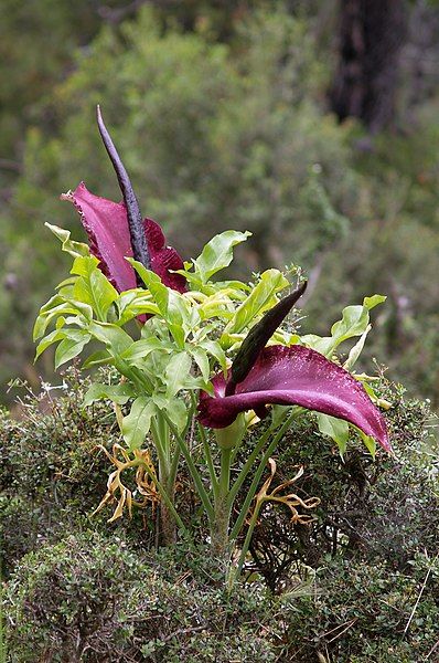 File:Dracunculus vulgaris LC0044.jpg