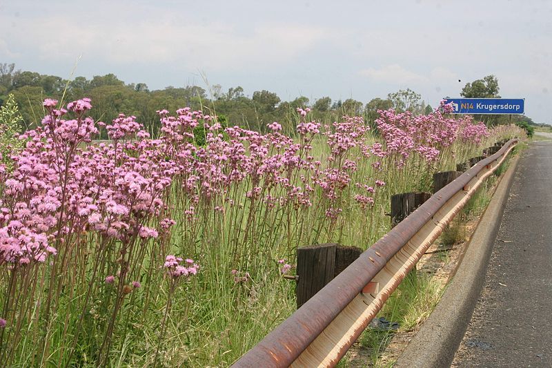 File:Eupatorium macrocephalum00.jpg