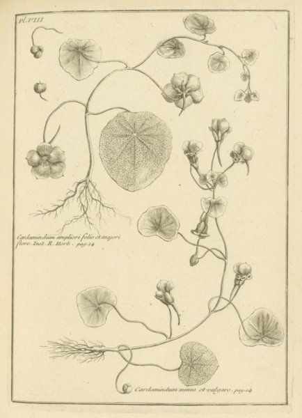 File:Feuillée Cardamindum.png