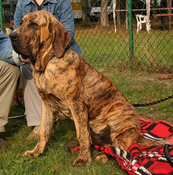 File:Fila brasileiro ppk9.jpg