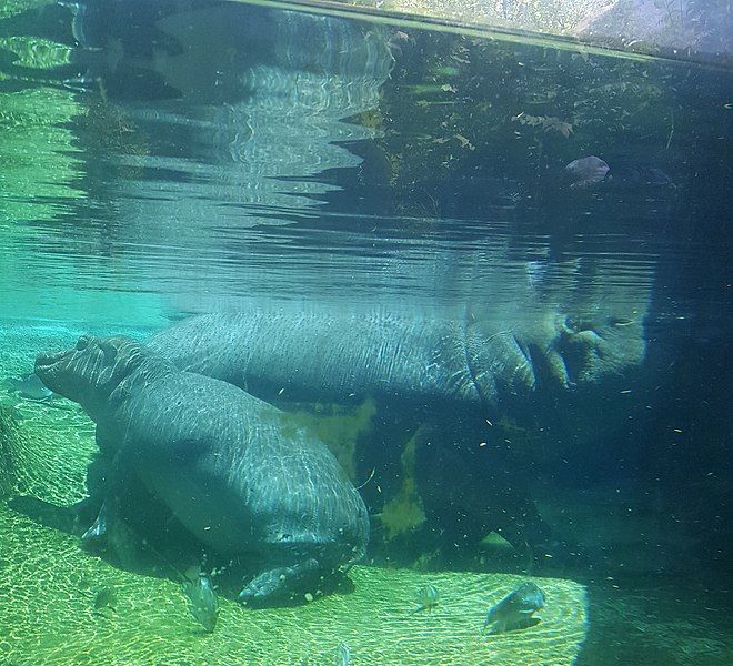 File:Fiona the Hippopotamus.jpg