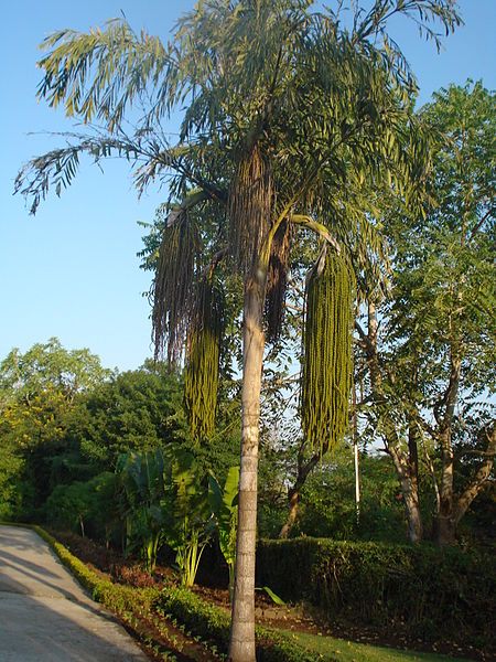 File:Fishtail palm.JPG