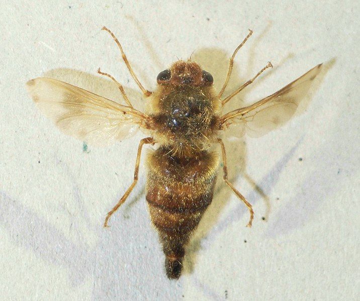 File:Gasterophilusintestinalis.JPG