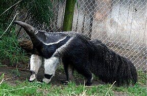 Giant Anteater