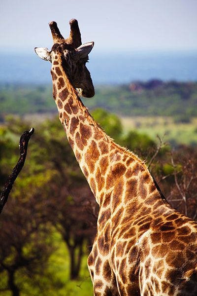 File:Giraffe1.jpg