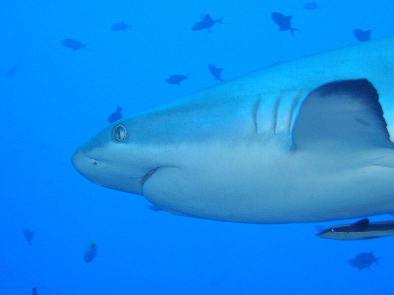 File:Grey Reef Shark.jpg