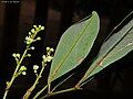 Underside of leaves