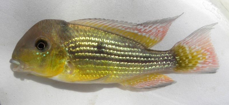 File:Gymnogeophagus tiraparae.jpg