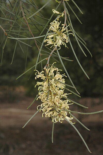 File:Hakea vittata.jpg