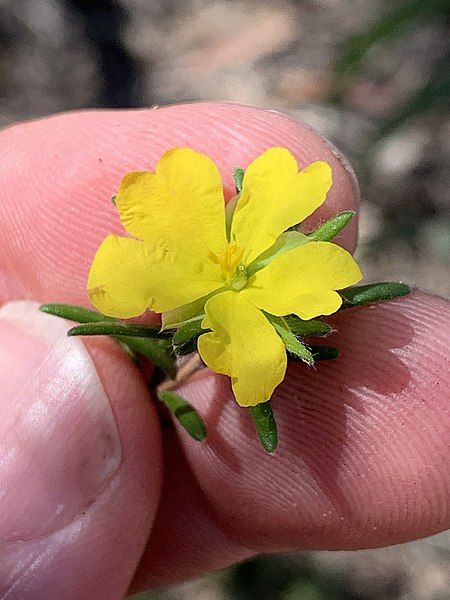 File:Hibbertia superans flower.jpg