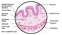 Schematic diagram showing all the 4 layers of the wall of the Esophagus