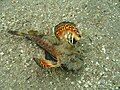 Inimicus filamentosus (filament-finned stinger or two-stick stingfish)