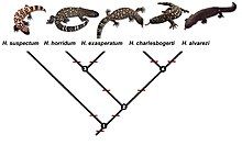 Cladogram of the heloderma species