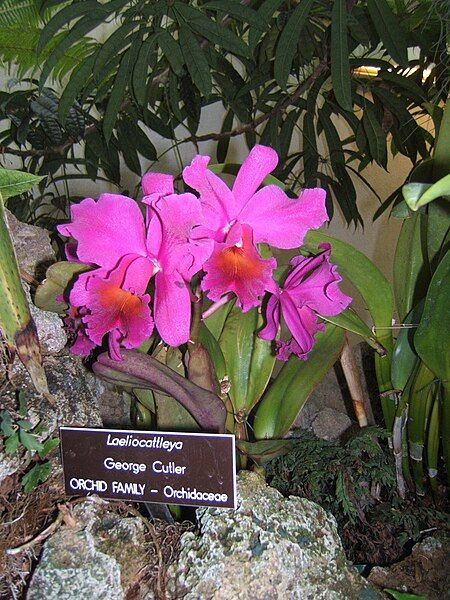 File:Laeliocattleya.jpg