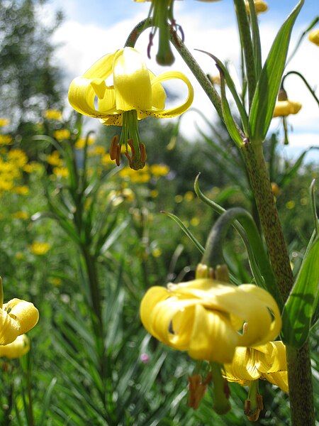 File:Lilium pyrenaicum003.jpg