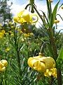 Lilium pyrenaicum