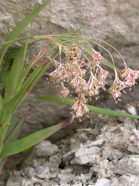 File:Luzula lutea.JPG