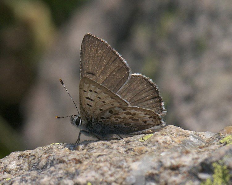 File:Lycaena editha P1250885a.jpg