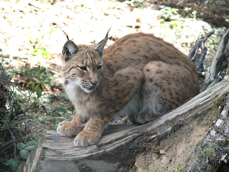 File:Lynx.lynx-ZOO.Olomouc1.jpg