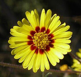 Flower head with maroon center; San Joaquin County, California