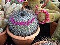 Mammillaria melanocentra