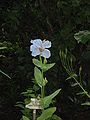 Meconopsis betonicifolia