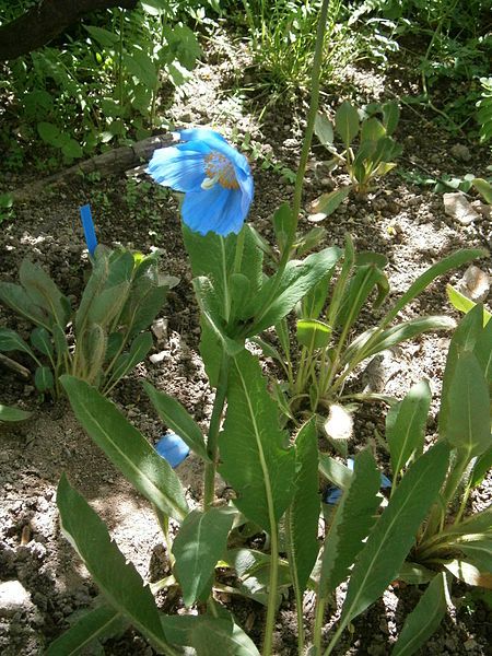 File:Meconopsis grandis 01.jpg