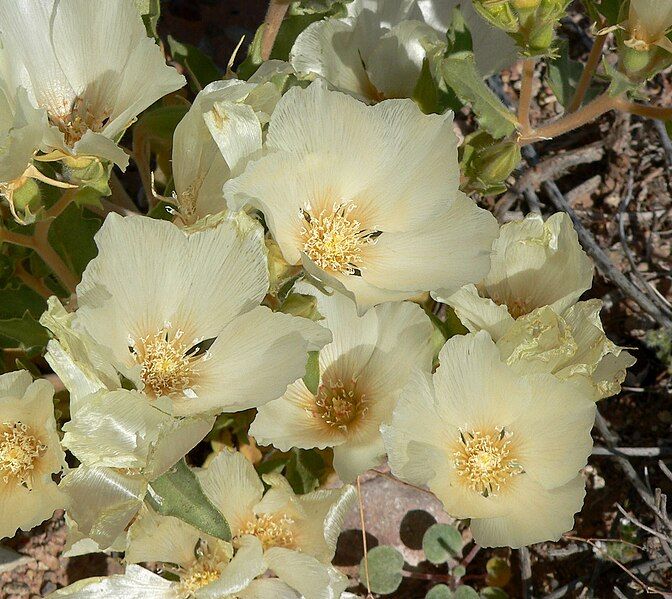 File:Mentzelia involucrata 5.jpg