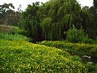 The Merri Creek in Coburg