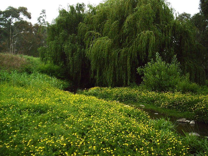 File:Merri creek.JPG