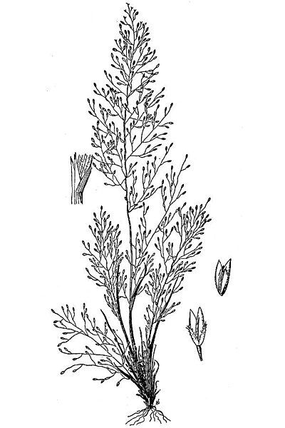 File:Muhlenbergia minutissima HC-1950.jpg