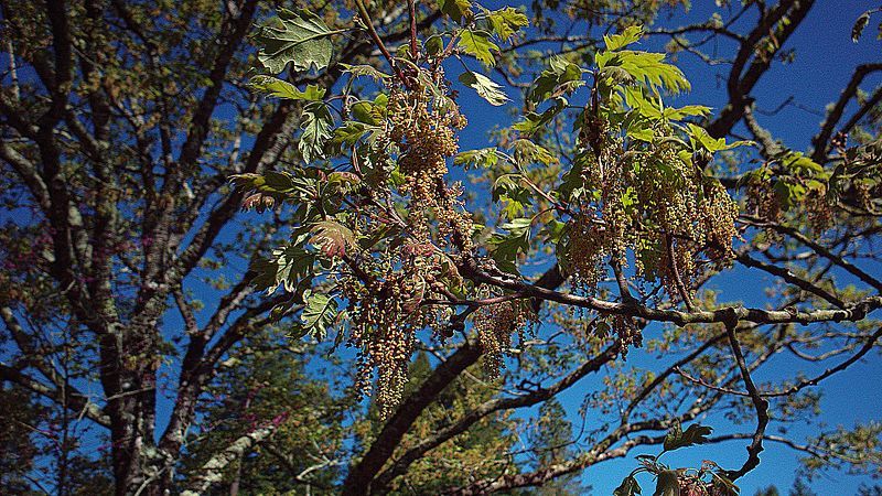 File:N20170330-0009—Quercus kelloggii—RPBG—DxO (33496955520).jpg