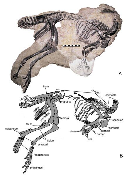 File:Nanosaurus BYU 163.tif