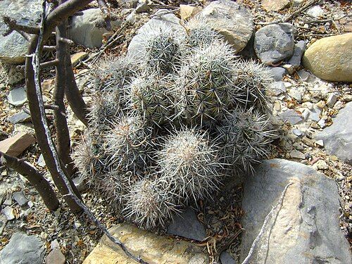 Plant growing in Parras De La Fuente, Coahuila