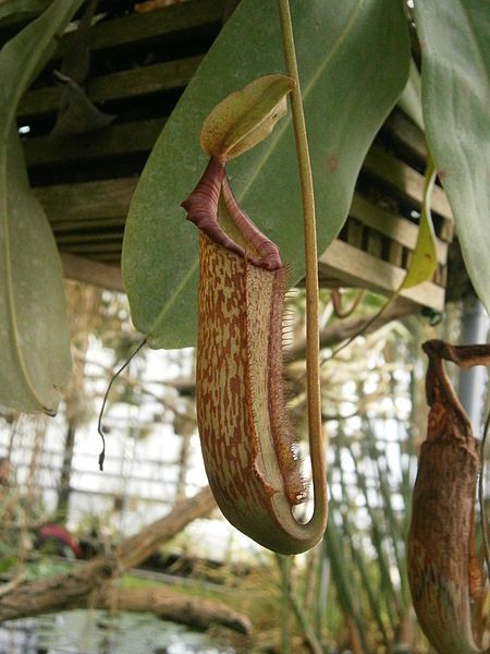 File:Nepenthes sp. 02.JPG