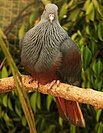 A goliath imperial pigeon, or notou