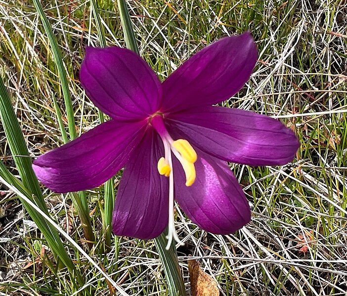 File:Olsynium douglasii iNat-149182111.jpg