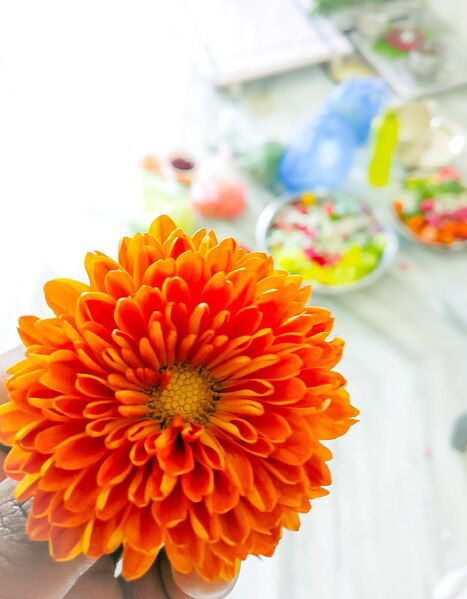 File:Orange Dahlia01.jpg