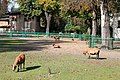 Cameroon sheep enclosure